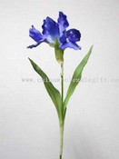 Holland Iris images