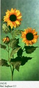 Med. Sunflower images