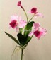 Catalya Orchid small picture
