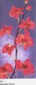 Phalaenopsis Orchid small picture
