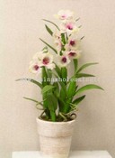 Dendrodium Orchid Plant images