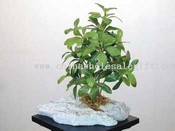 Pittosporum W/PU Stone images