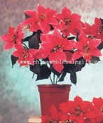Poinsettia Bush images