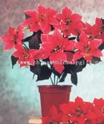 Poinsettia Bush images