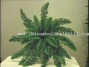 Giant Boston Fern images