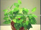 Mini Fittonia Bush images