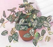 Mini Hypoestes Bush images