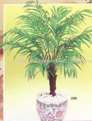 Syagrus Palm images