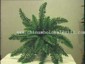 Giant Boston Fern small picture
