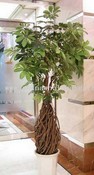 Baby Schefflera Tree images