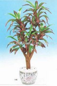 Cordyline Dracaena images