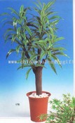 Dracaena images