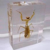 Real Insect Mantis Lucite Paperweight Made of Acrylic images
