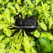 Solar spider images