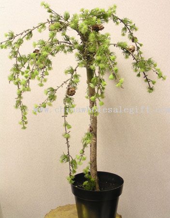 Med. Pine Tree