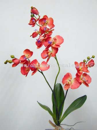 Orchid