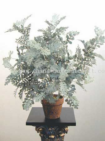 Frosted Dusty Miller Bush
