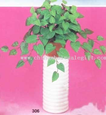 Philodendron Bush