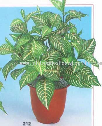 Zebra Bush