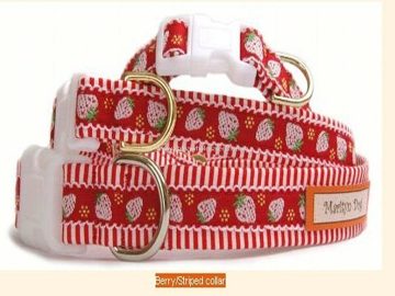 fashion design pet collar
