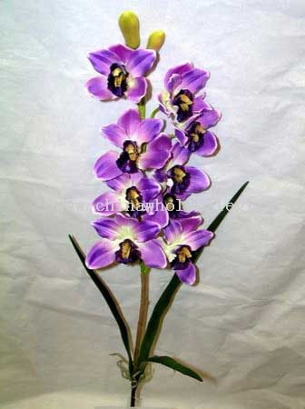 Cymbidium Orchid