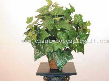 English Ivy Bush