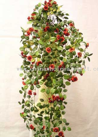 Mini Rose Bush