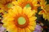 artificial flowers