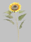 Single Sunflower images