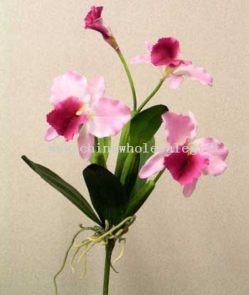 Catalya orkide