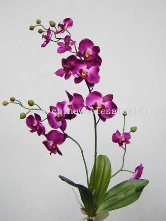 Cymbidium orkideer