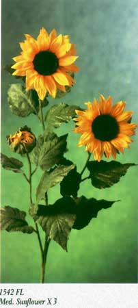 Med. Sunflower