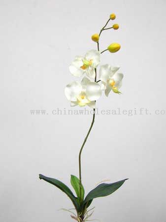 Plantador de orquídea