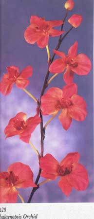 Phalaenopsis orkideer