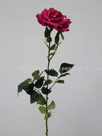 Divoká růže