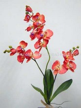 Orchid images