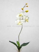 Orchid Planter images