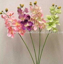 Single Orchid images