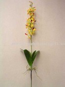 Орхідеї сівалка images