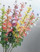 Salvia Horminum images