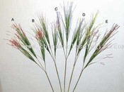 Tassel Cebolla Grass images
