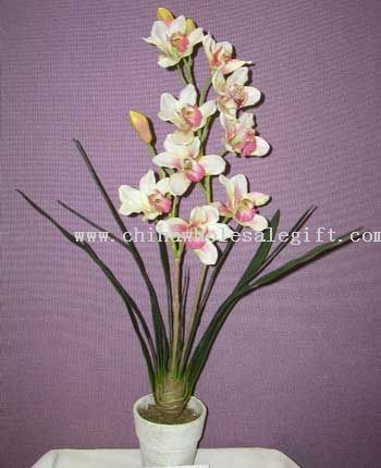 Cymbidium Orchid Jardinera