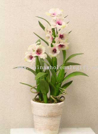 Planta de orquídea Dendrodium