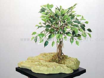 Mini Variegated Ficus W/PU Stone