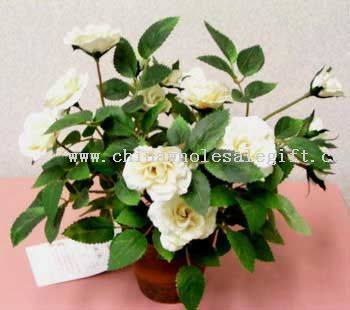 Sm.Camelia گل رز سفید و گلدان