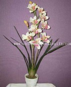 Cymbidium orchidejí květináč images