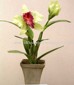 Orchid Planter small picture