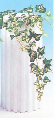 Mini japonés Ivy Vine