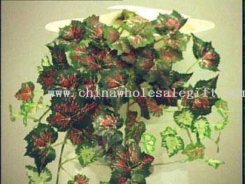 Mini Rex Begonia szőlő