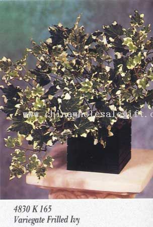 Porfiria variegada Frilled Ivy
